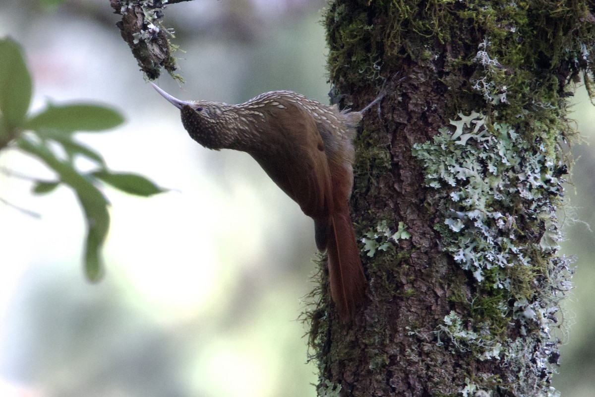 Spot-crowned Woodcreeper - Nicholas Pederson