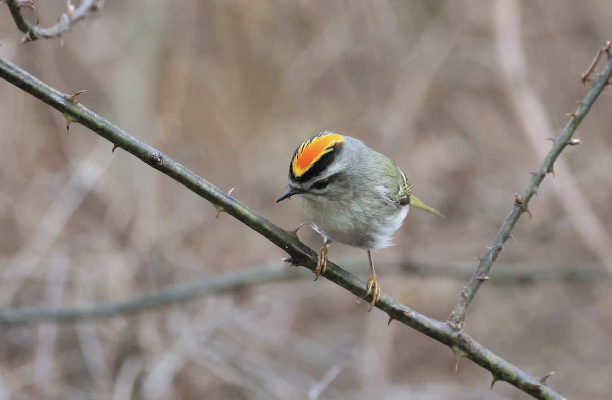 Golden-crowned Kinglet - Jamie Adams