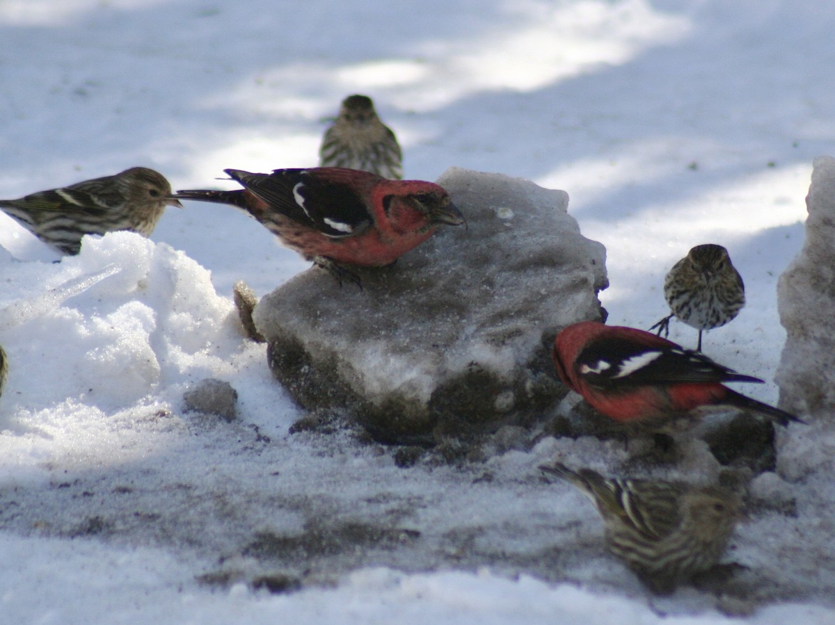 White-winged Crossbill - ML616689215