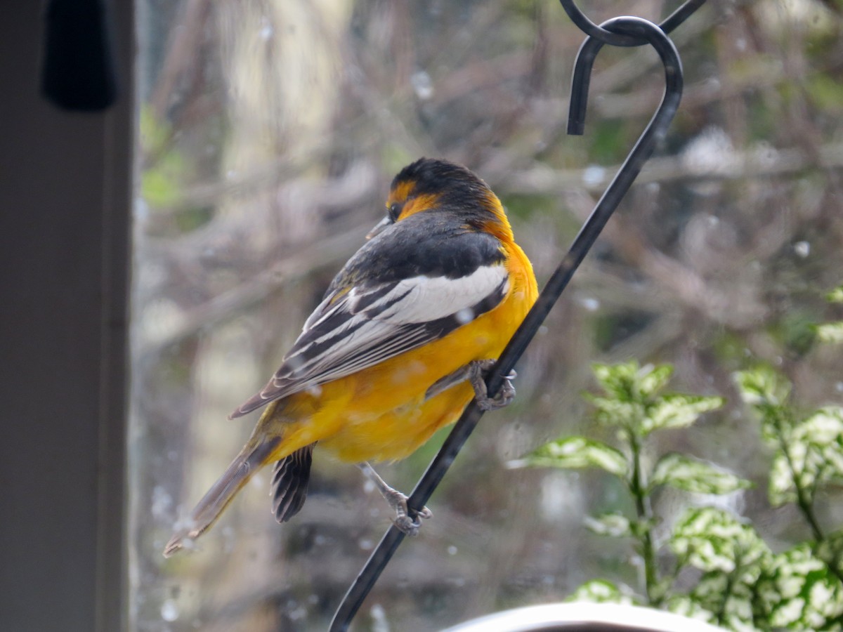 Bullock's Oriole - ML616689230