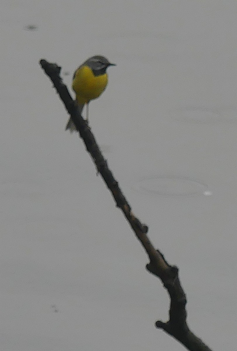 Gray Wagtail - Daniele Prunotto