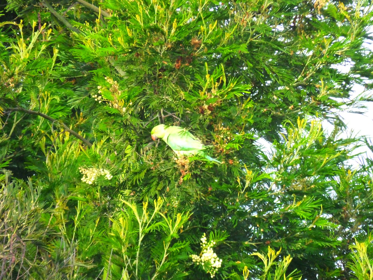 Monk Parakeet - ML616689256