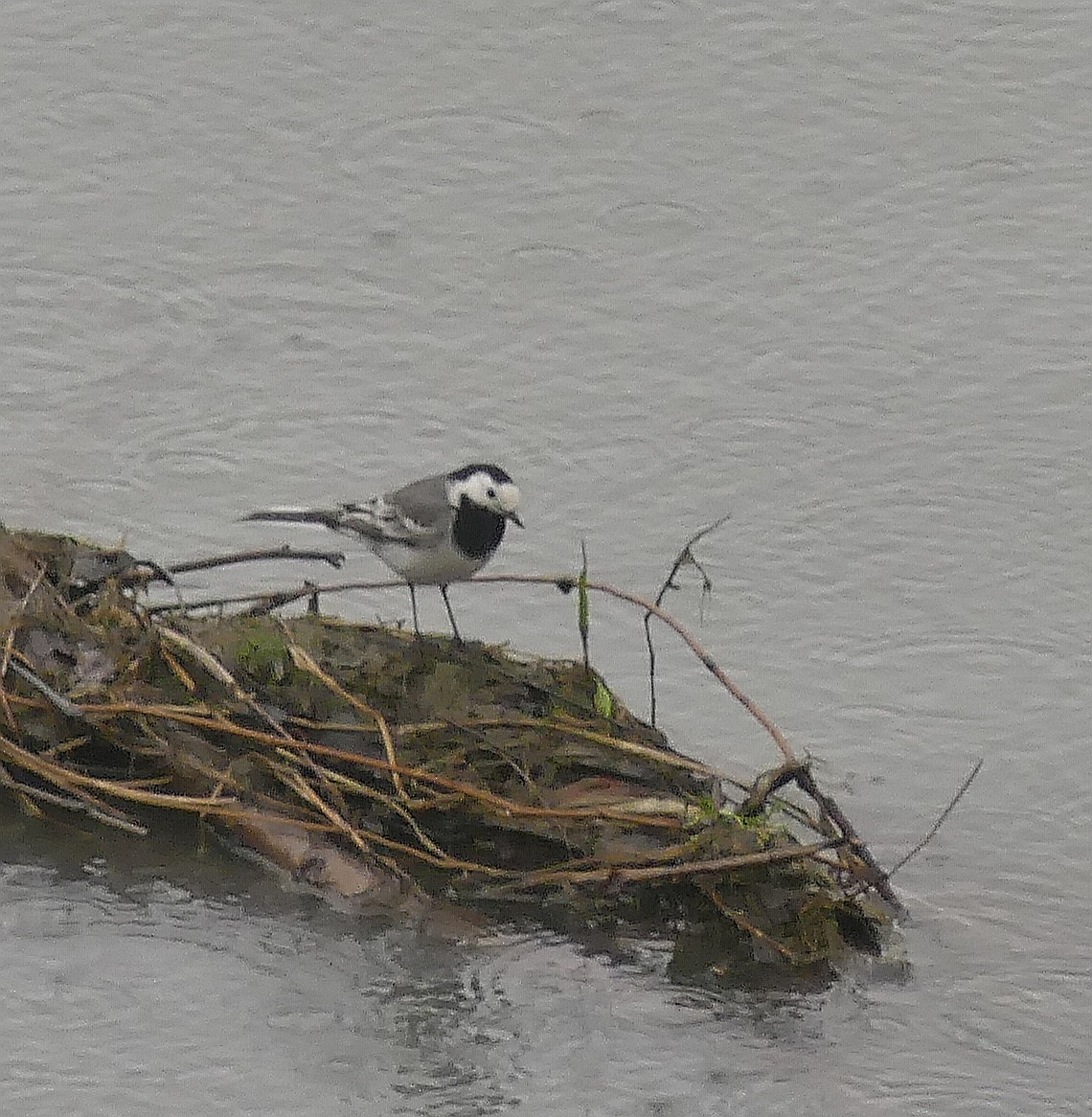 White Wagtail - Daniele Prunotto