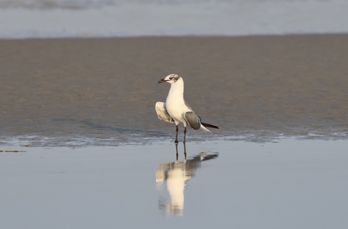 Mouette atricille - ML616689274