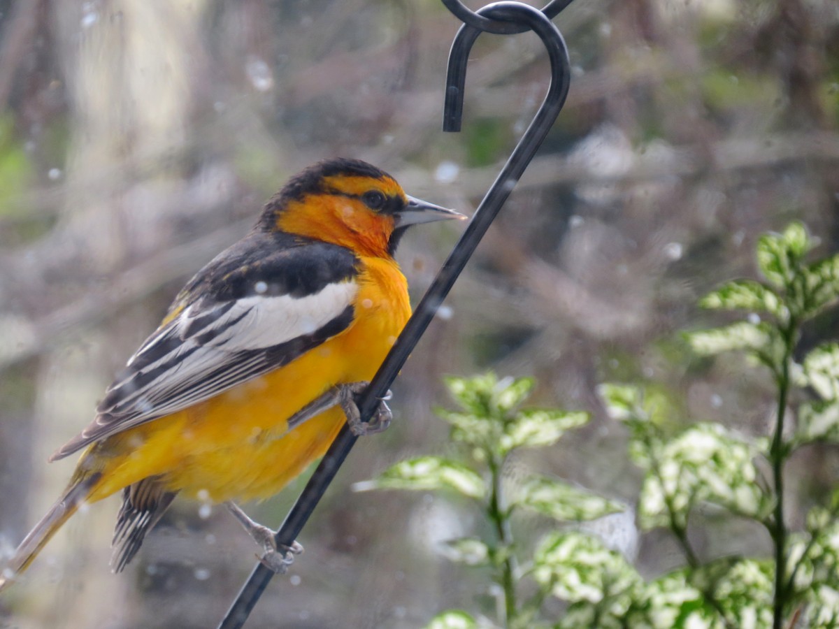 ビュラックムクドリモドキ - ML616689279