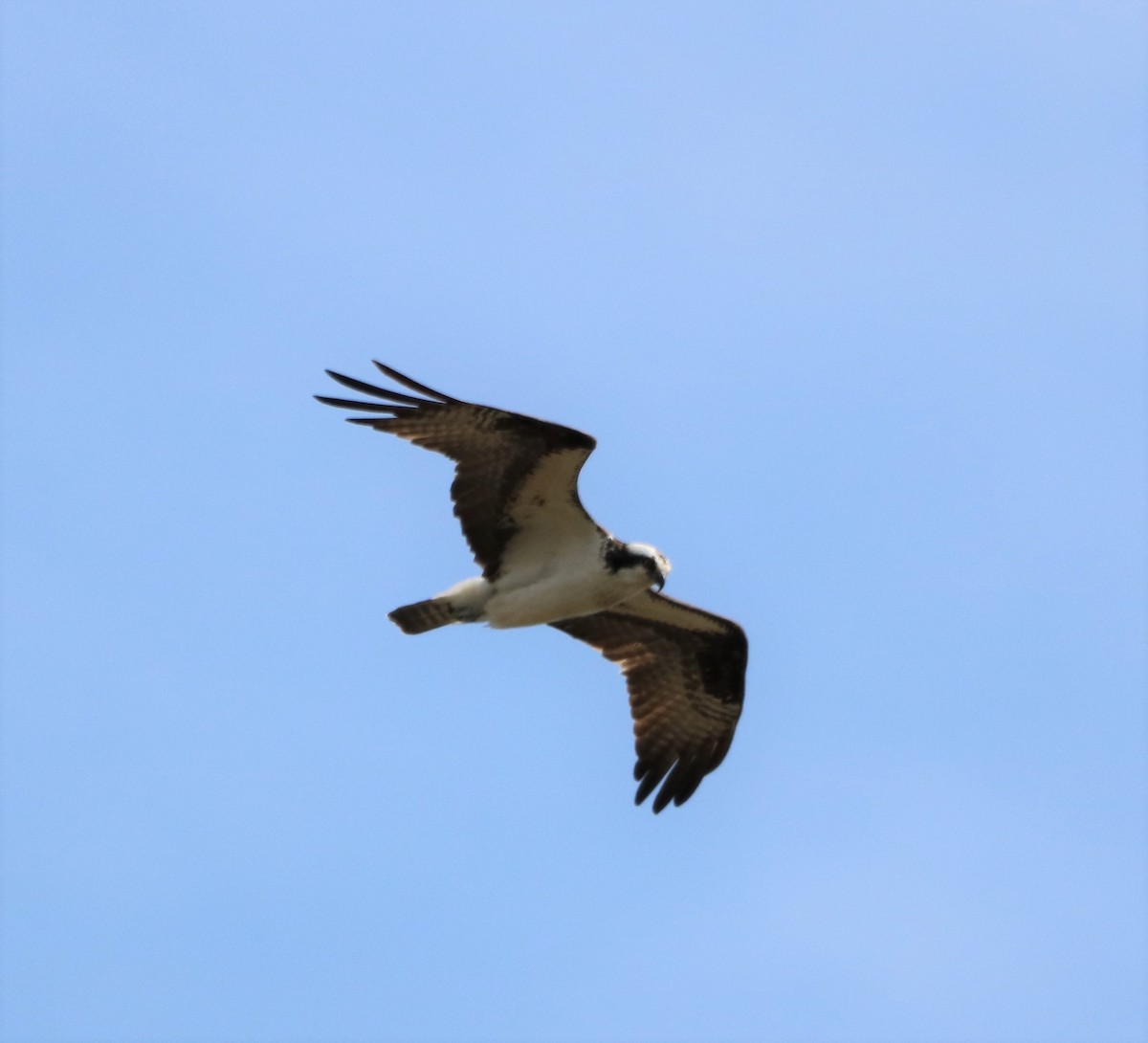 fiskeørn - ML616689280