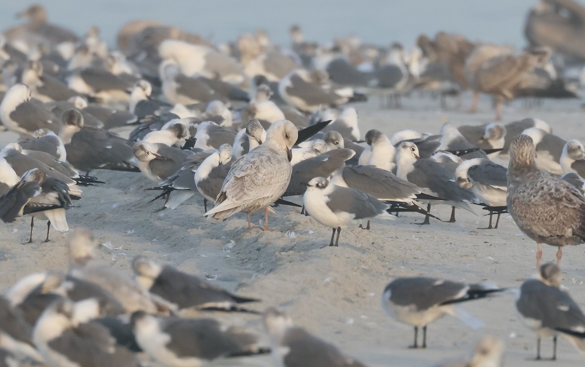 Gaviota Groenlandesa - ML616689308