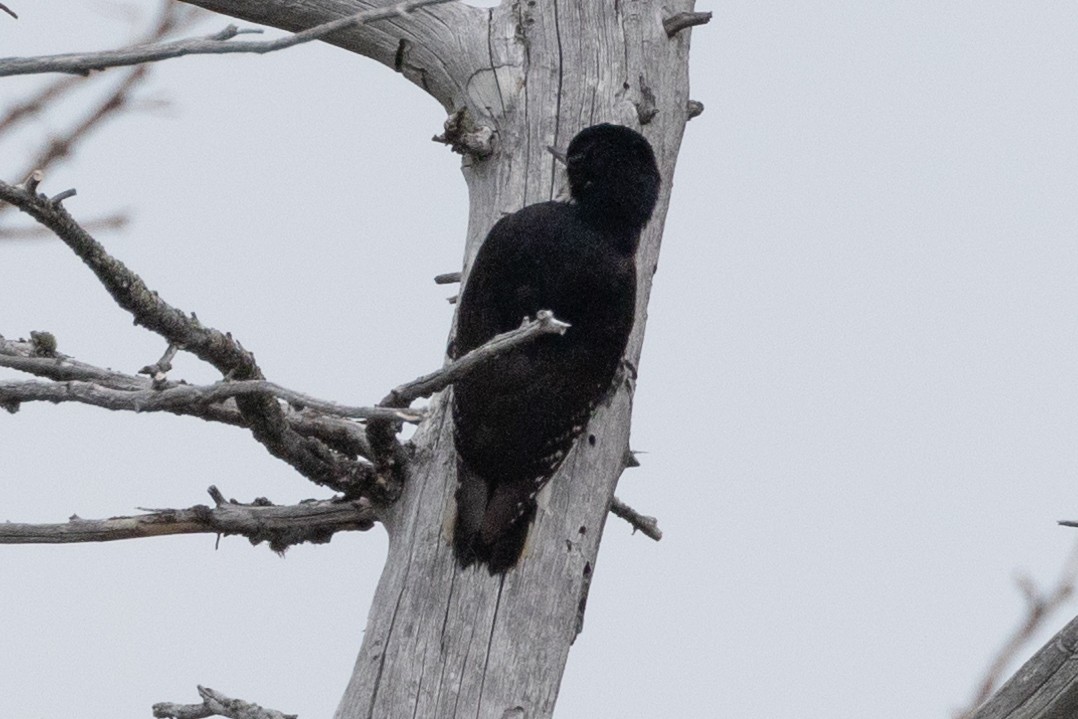 Black-backed Woodpecker - ML616689330