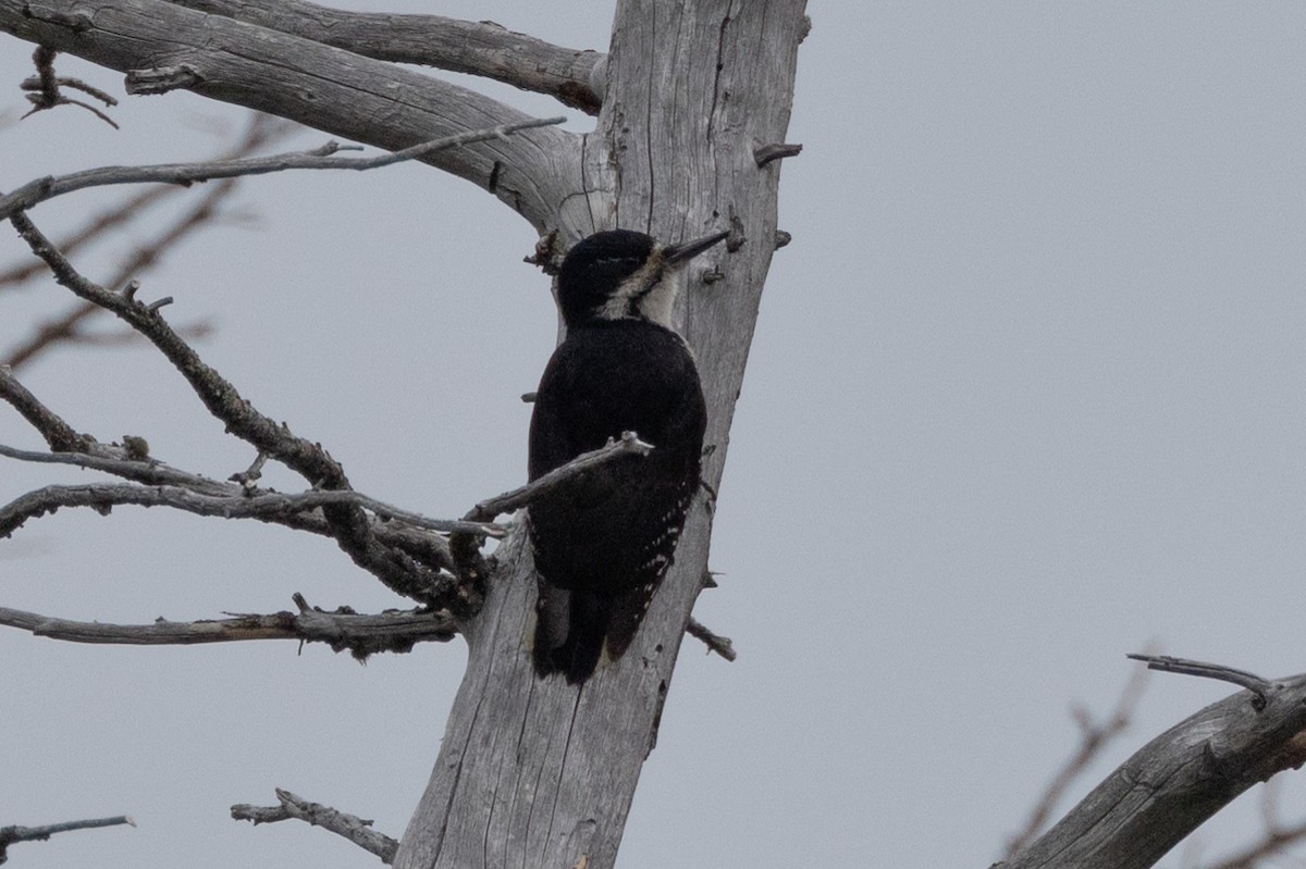 Black-backed Woodpecker - ML616689331