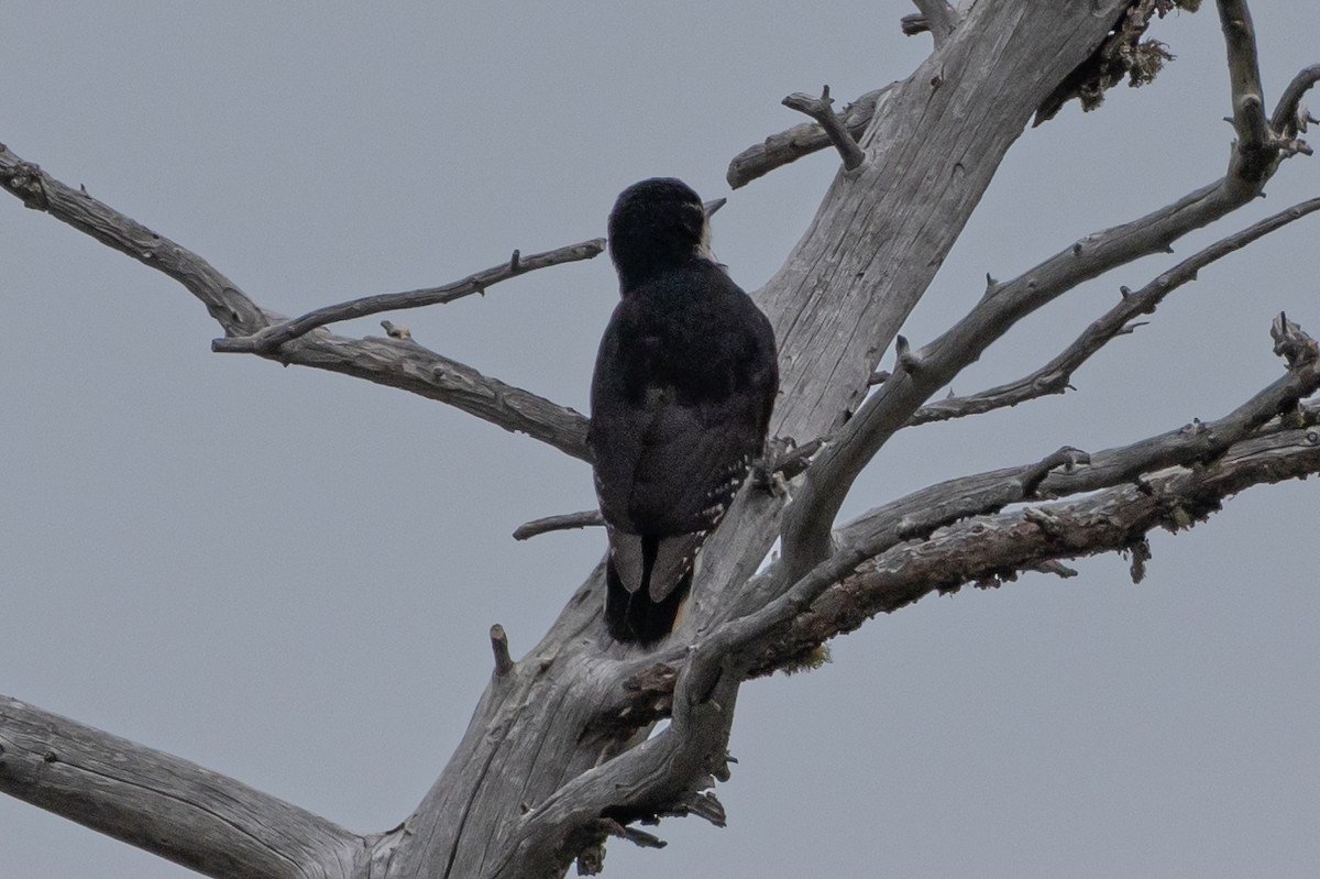 Black-backed Woodpecker - ML616689332