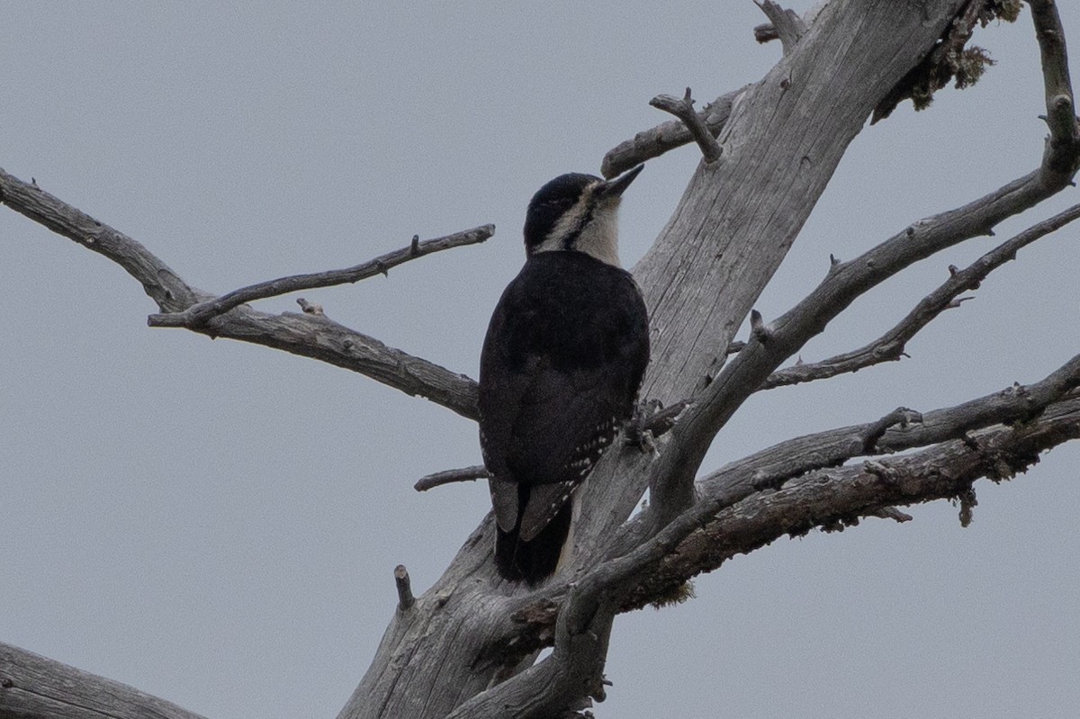 Black-backed Woodpecker - ML616689333