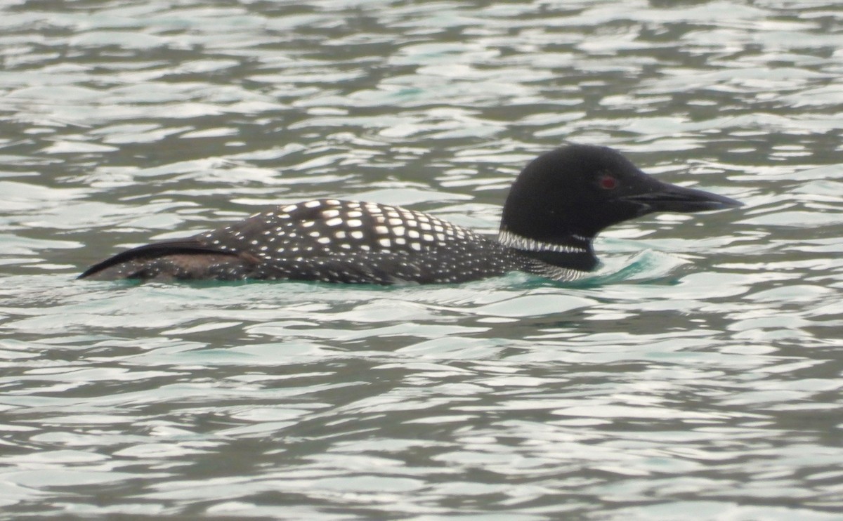 Common Loon - ML616689372