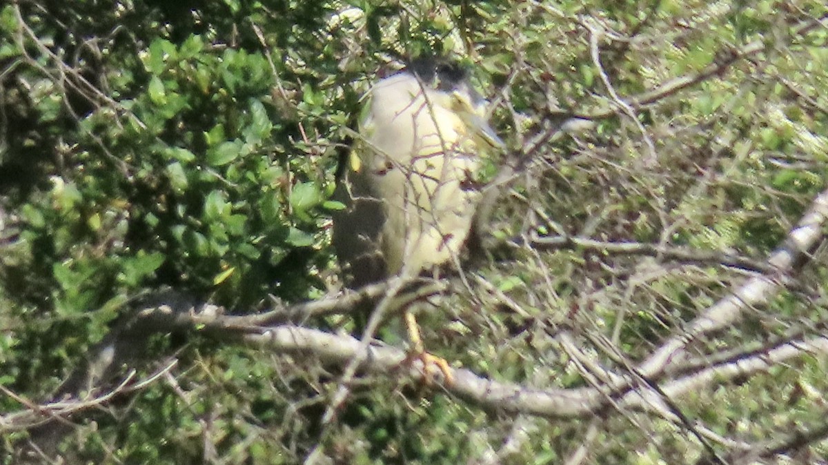 Black-crowned Night Heron - ML616689373