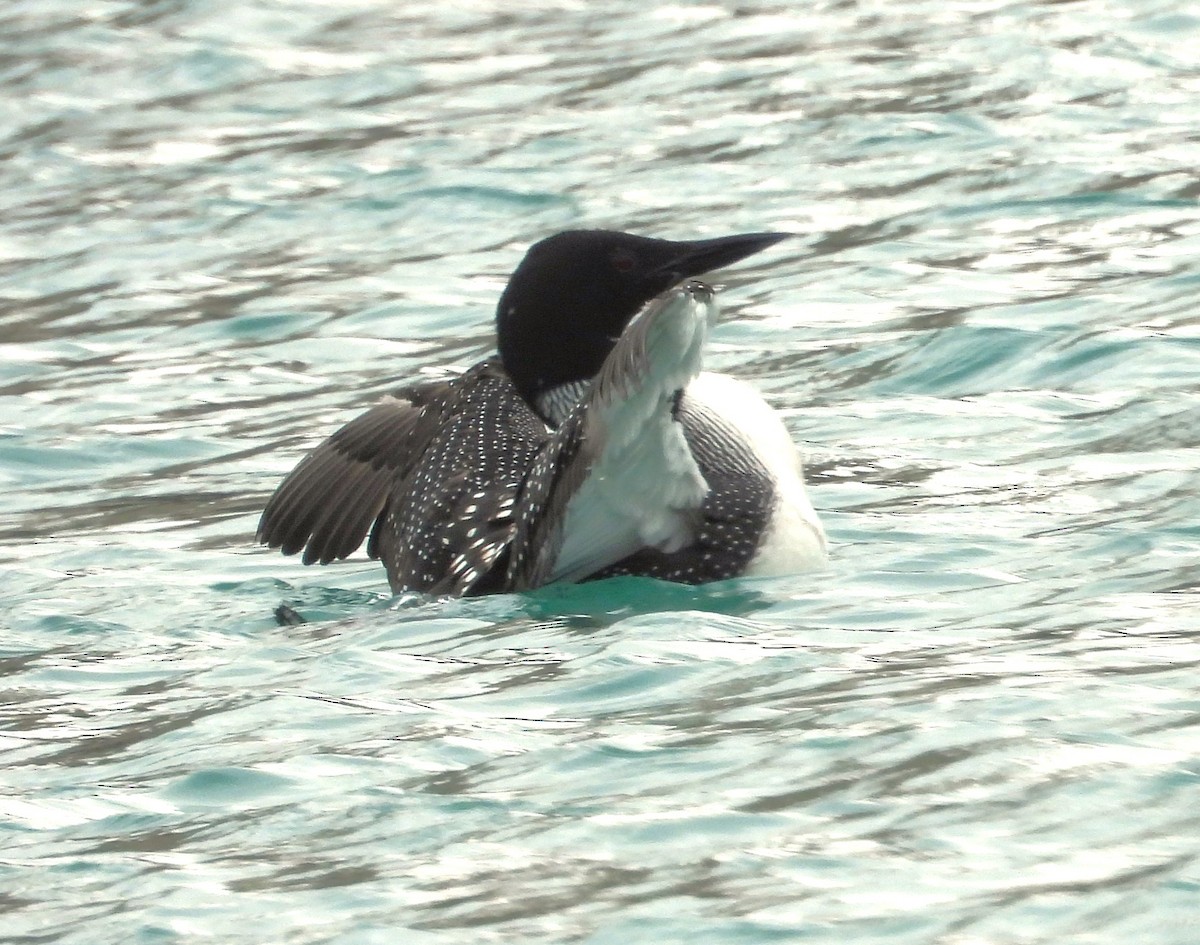 Common Loon - ML616689374