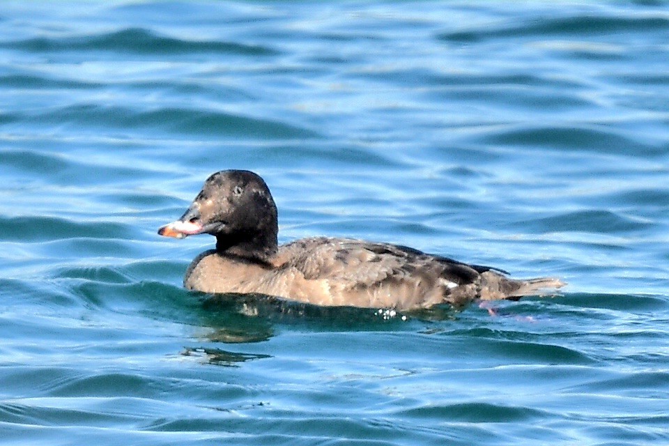 White-winged Scoter - ML616689384