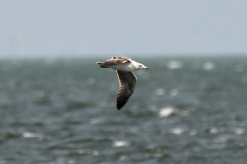 Gaviota/Gavión sp. - ML616689396