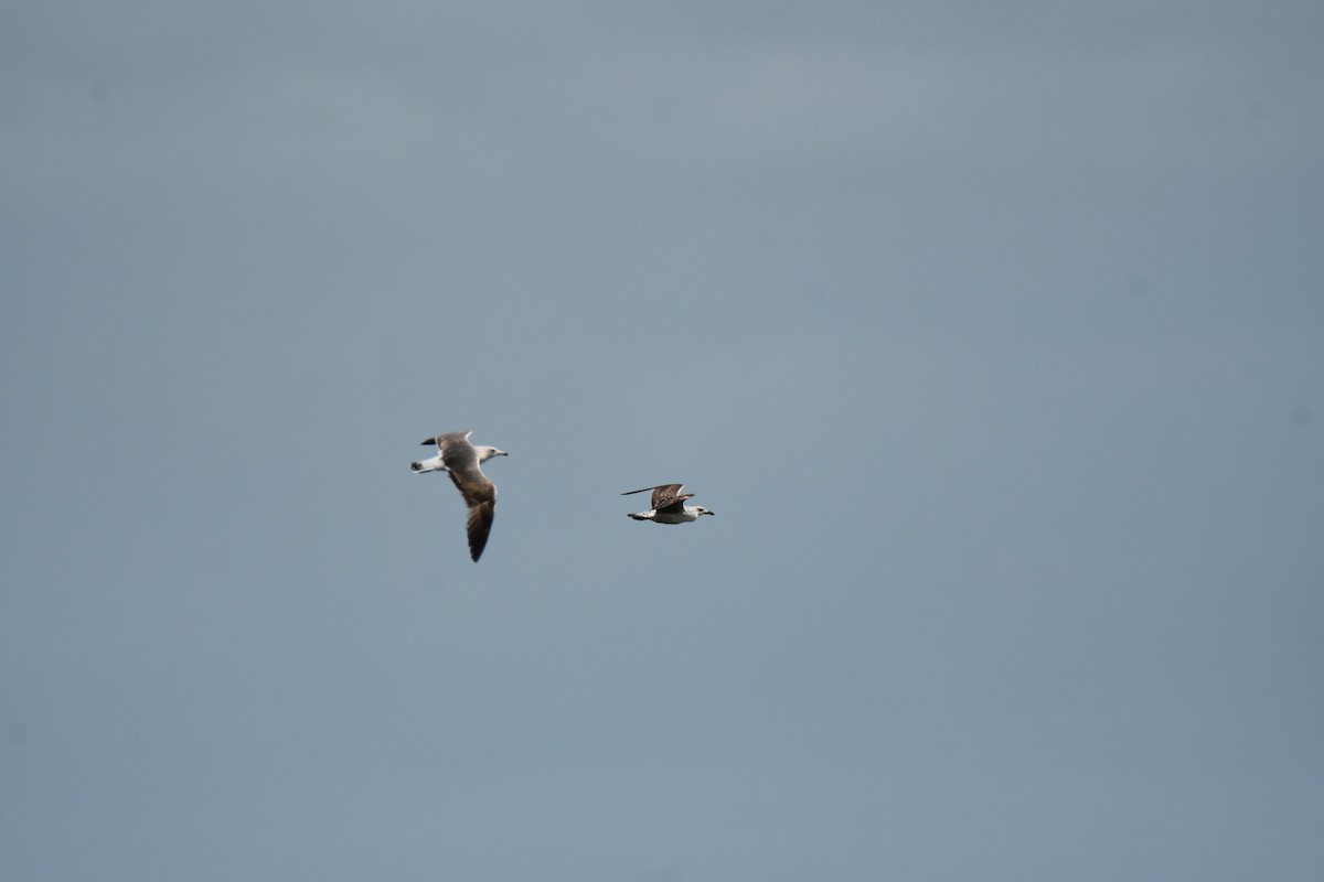 goéland ou mouette sp. - ML616689397