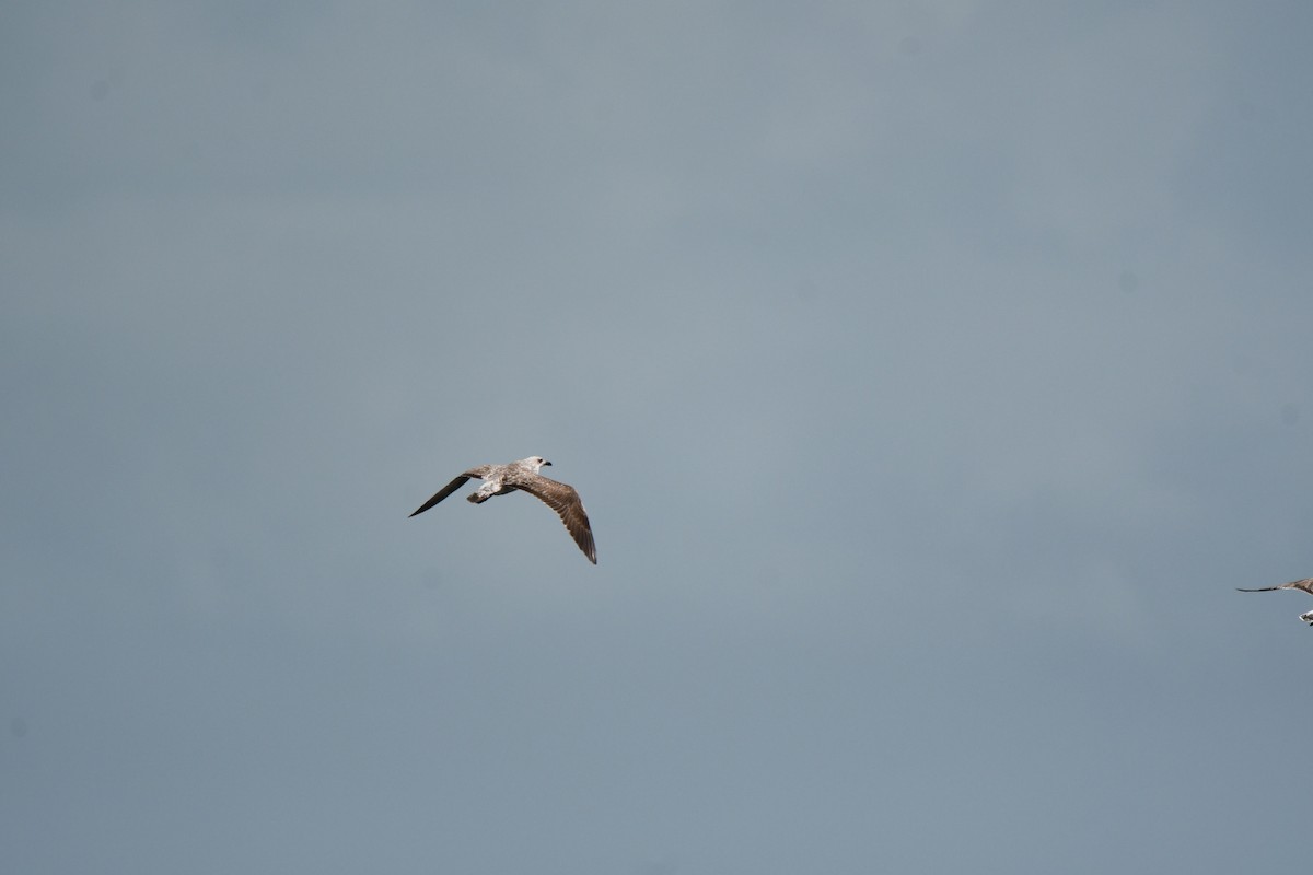 goéland ou mouette sp. - ML616689398