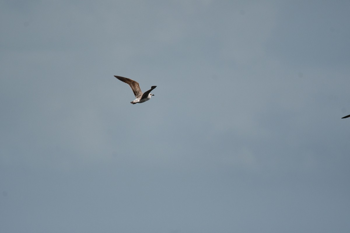 goéland ou mouette sp. - ML616689400