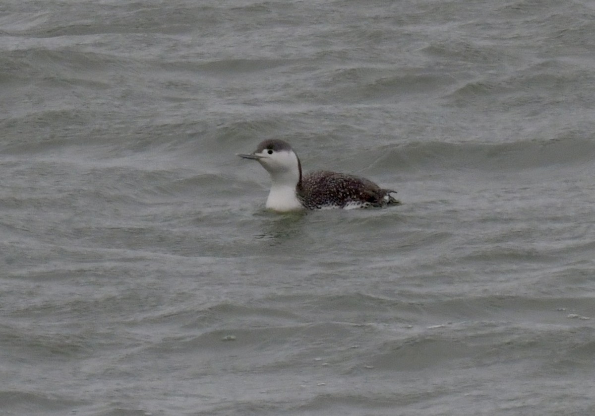 Red-throated Loon - ML616689464