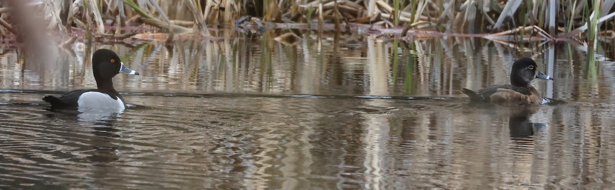 Ring-necked Duck - ML616689472