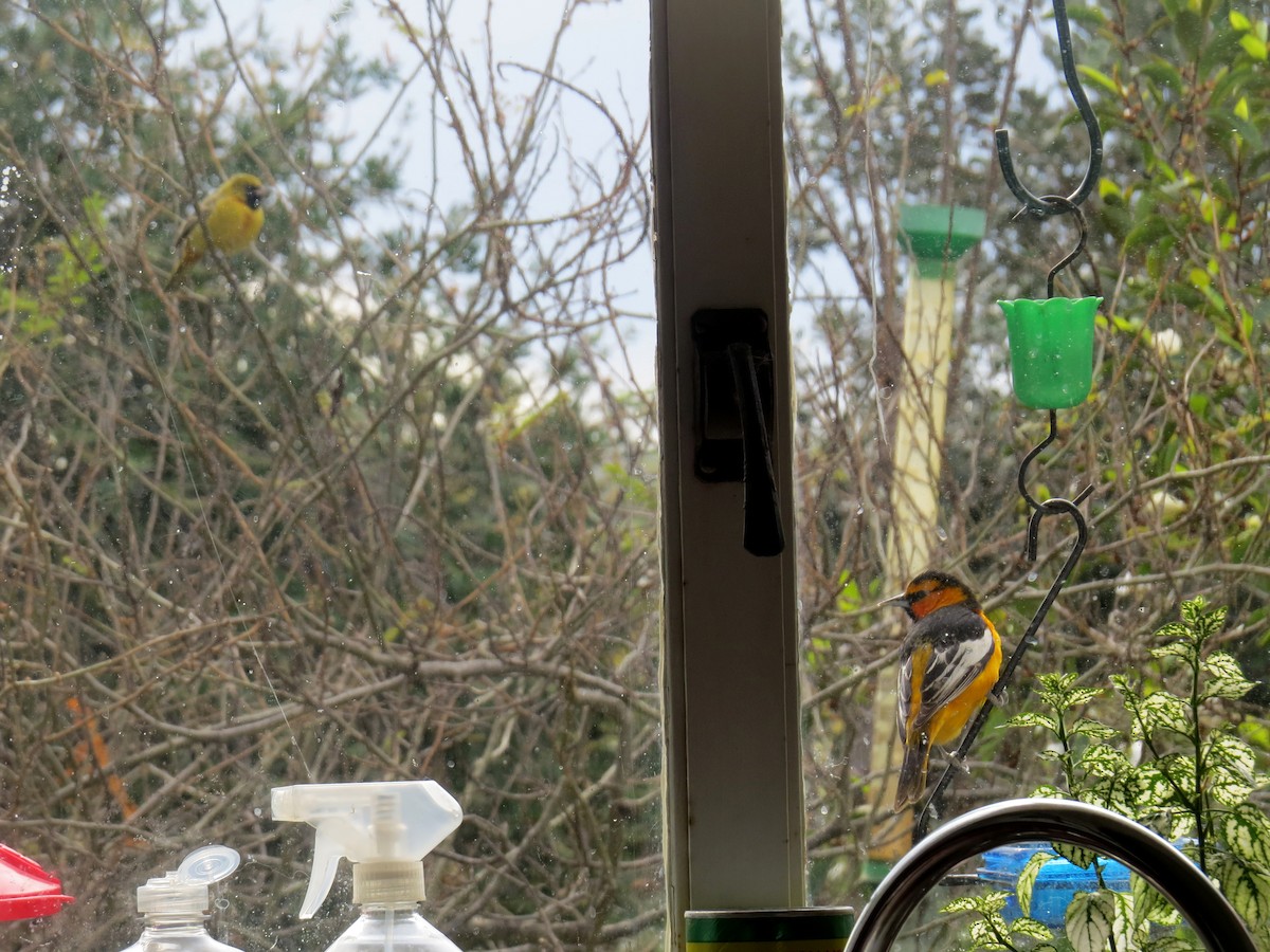 アカクロムクドリモドキ - ML616689492