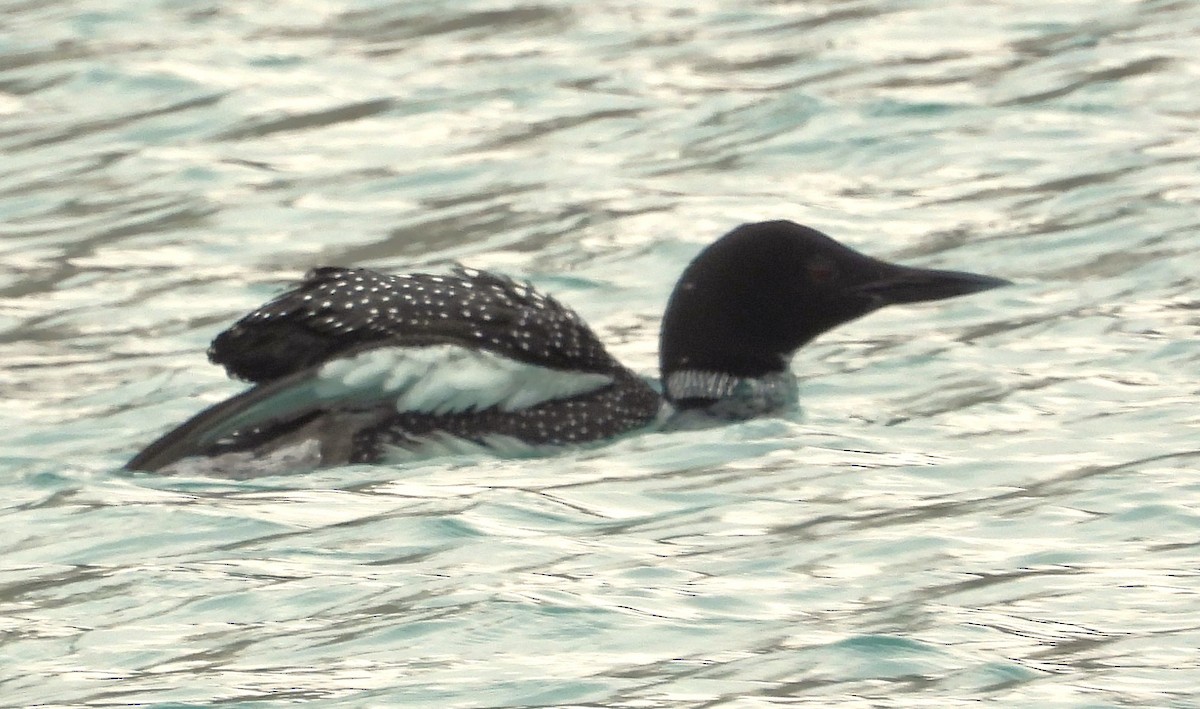 Common Loon - ML616689517