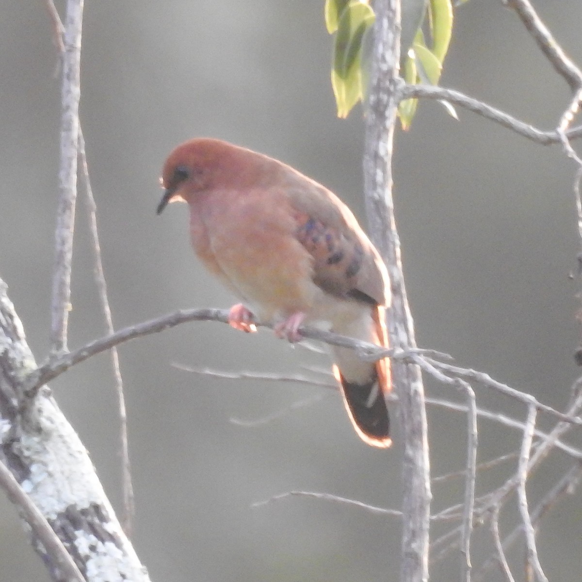 Blue-eyed Ground Dove - ML616689538