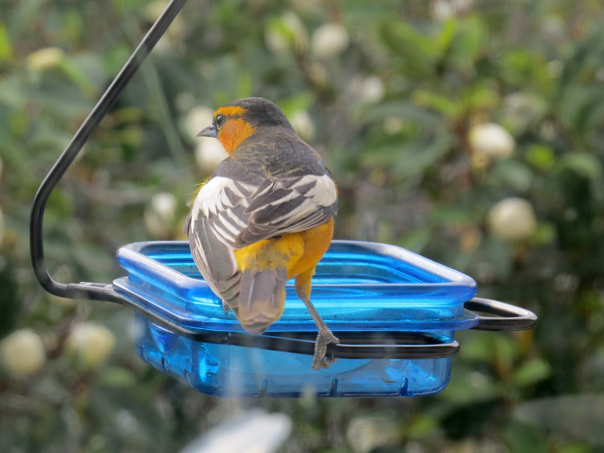 Bullock's Oriole - ML616689539