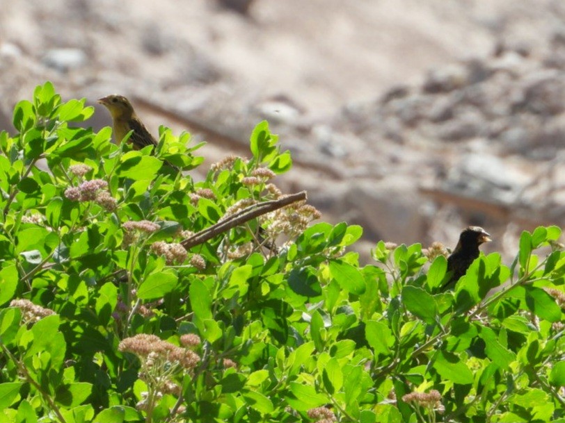 Bobolink - Charly Moreno Taucare