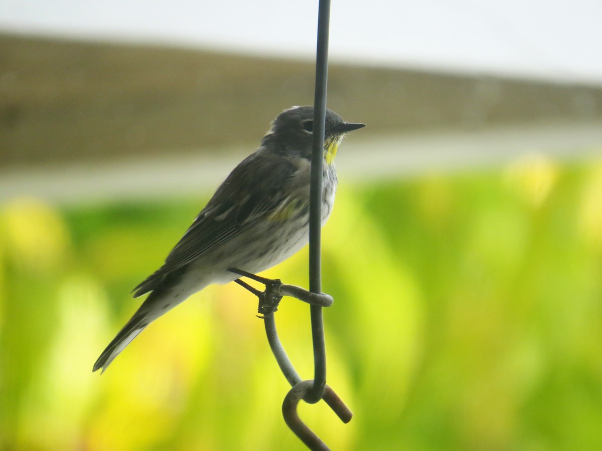 Yellow-rumped Warbler - ML616689620