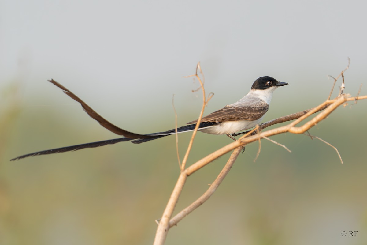 Fork-tailed Flycatcher (monachus) - ML616689692