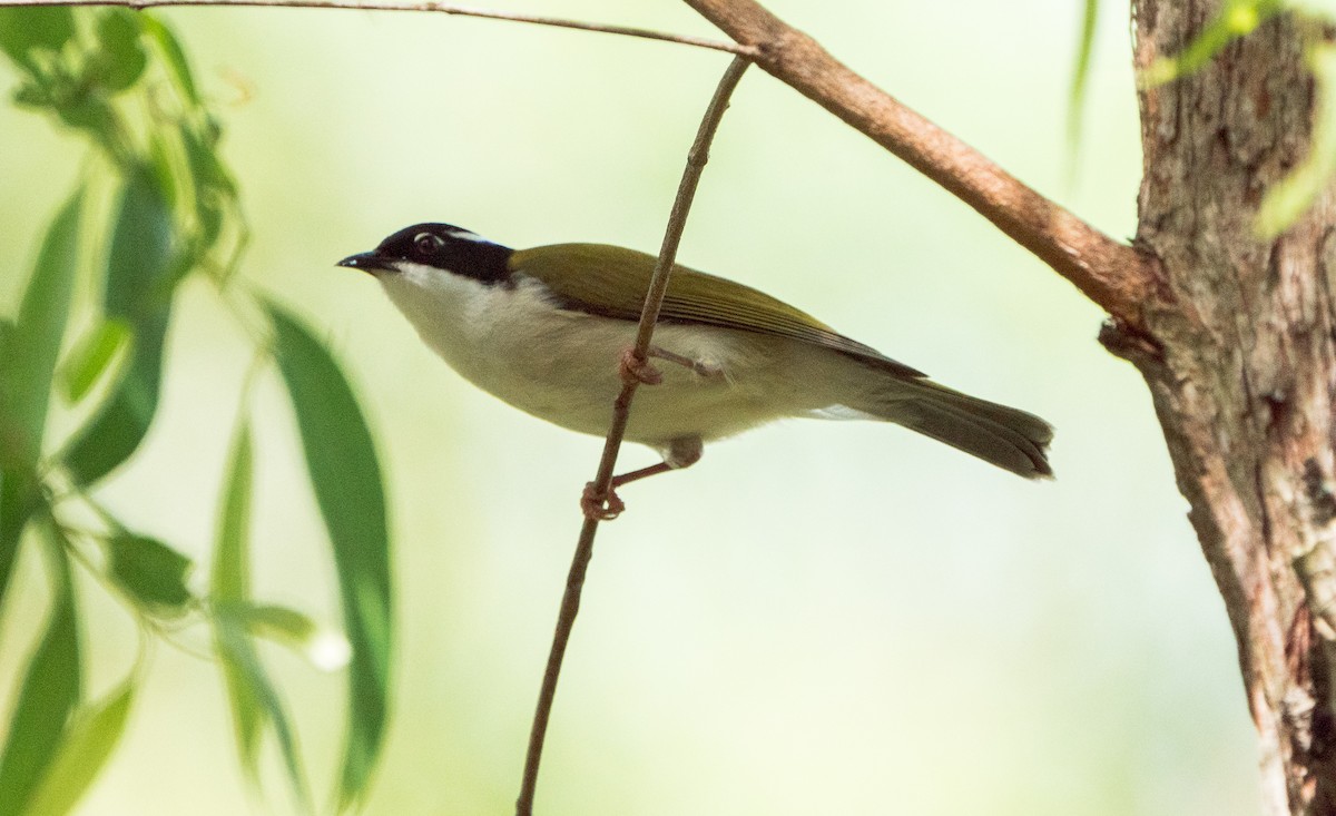 White-throated Honeyeater - ML616689697