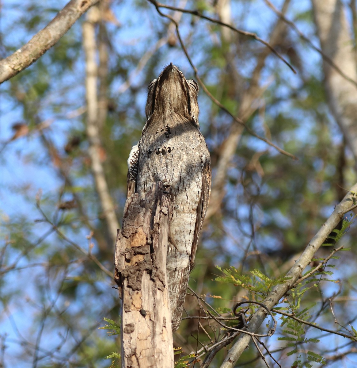 Northern Potoo - Matt Baumann