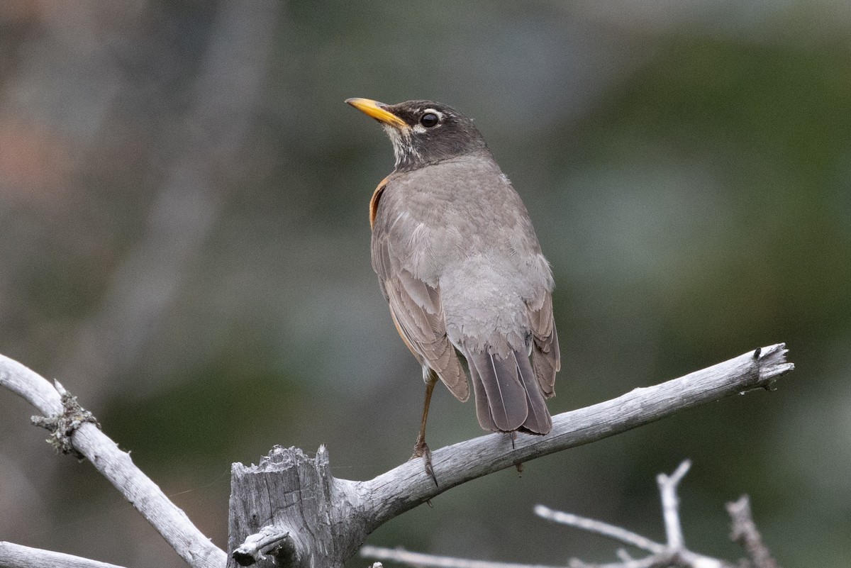 American Robin - ML616689757