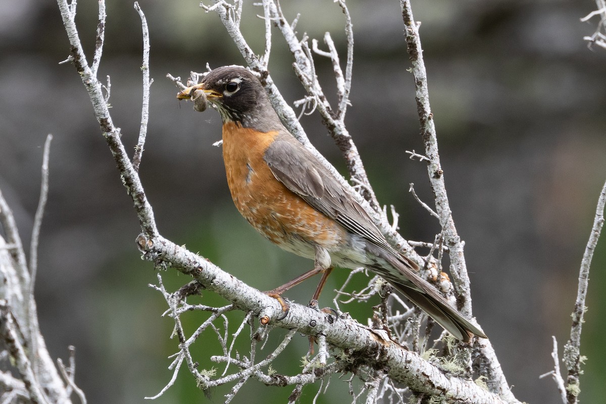 American Robin - ML616689758