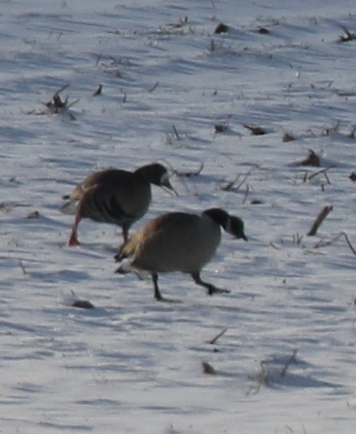 Greater White-fronted Goose - ML616689819