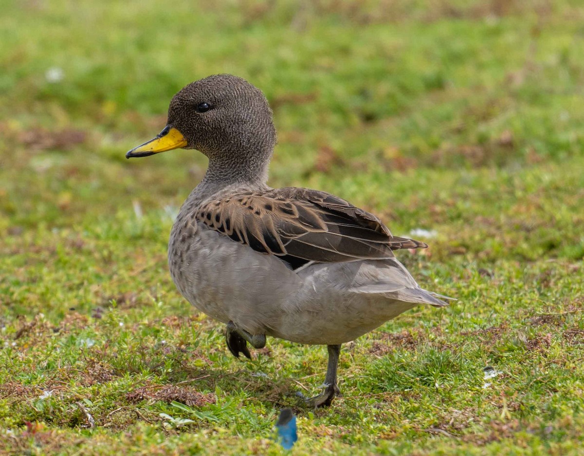 Yellow-billed Teal - ML616689868