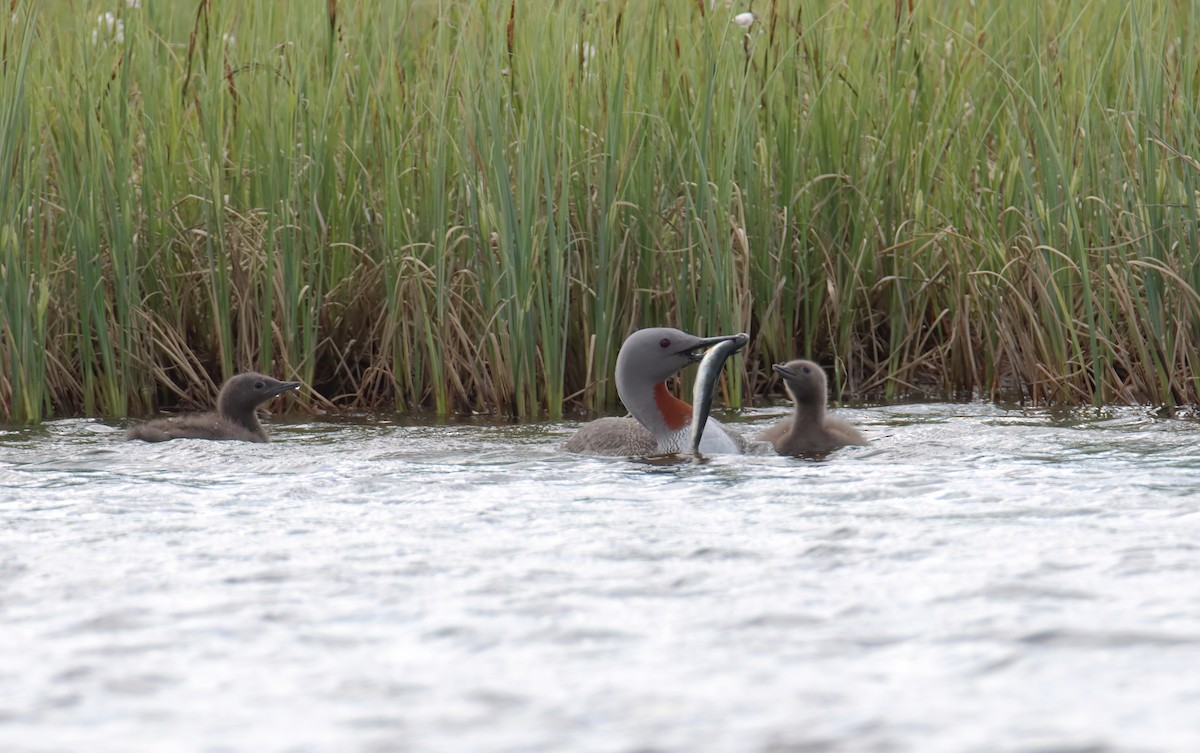 Red-throated Loon - Eric Mozas Casamayor