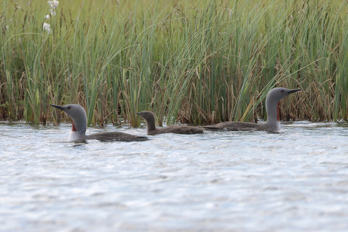 Red-throated Loon - ML616689881