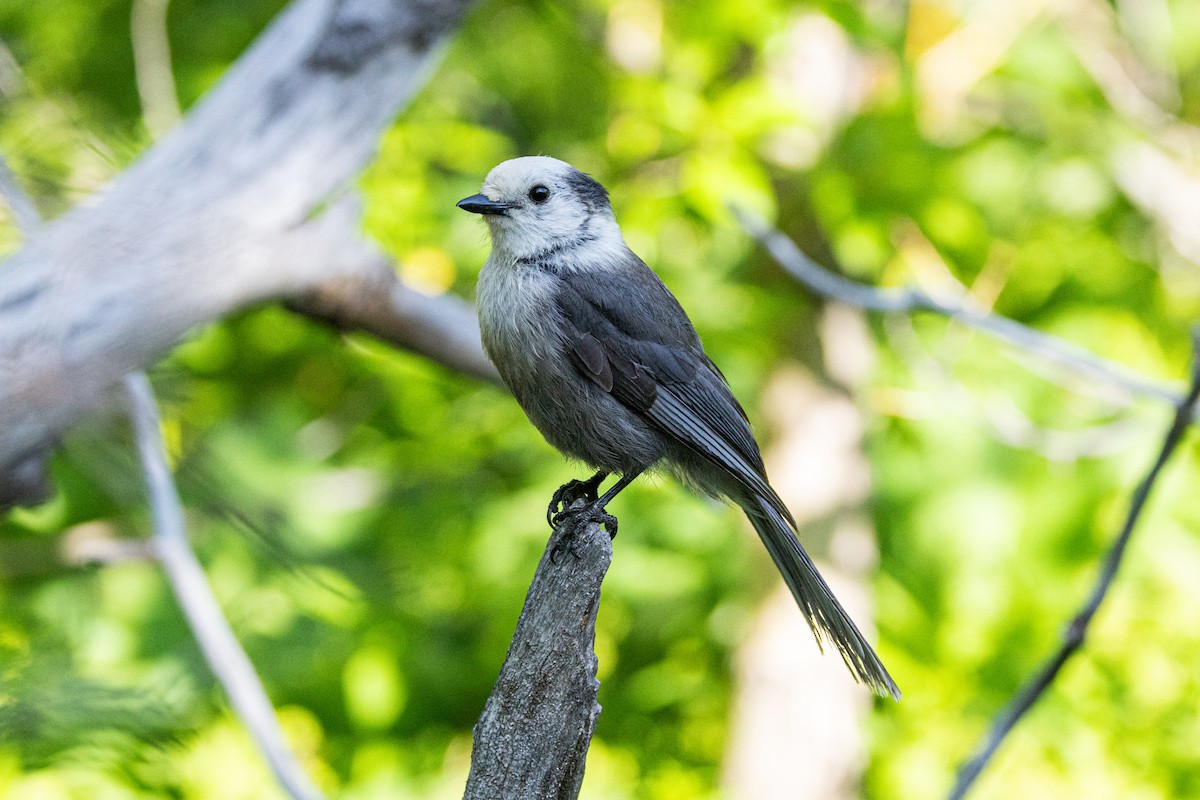 Canada Jay - ML616689910