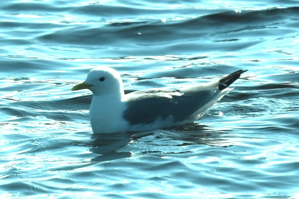 Mouette tridactyle - ML616689923
