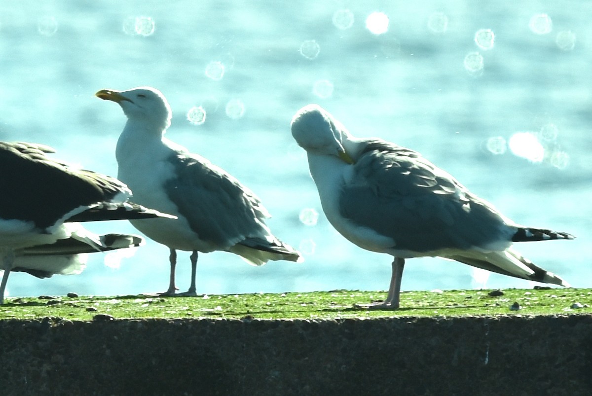 Gaviota Argéntea - ML616689927