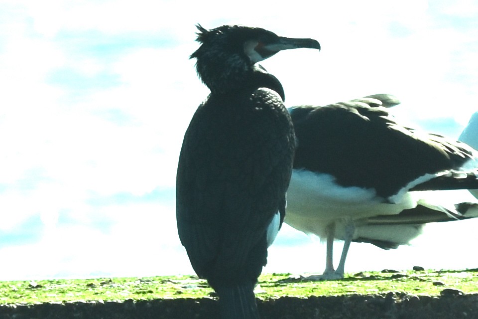 Great Cormorant - Blair Whyte