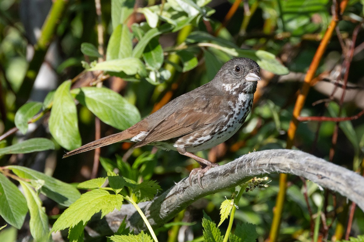 Fox Sparrow (Slate-colored) - ML616689944