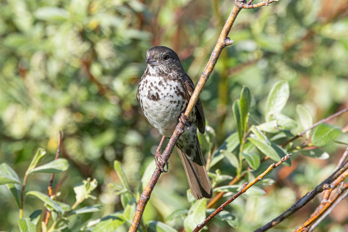 Fox Sparrow (Slate-colored) - ML616689945