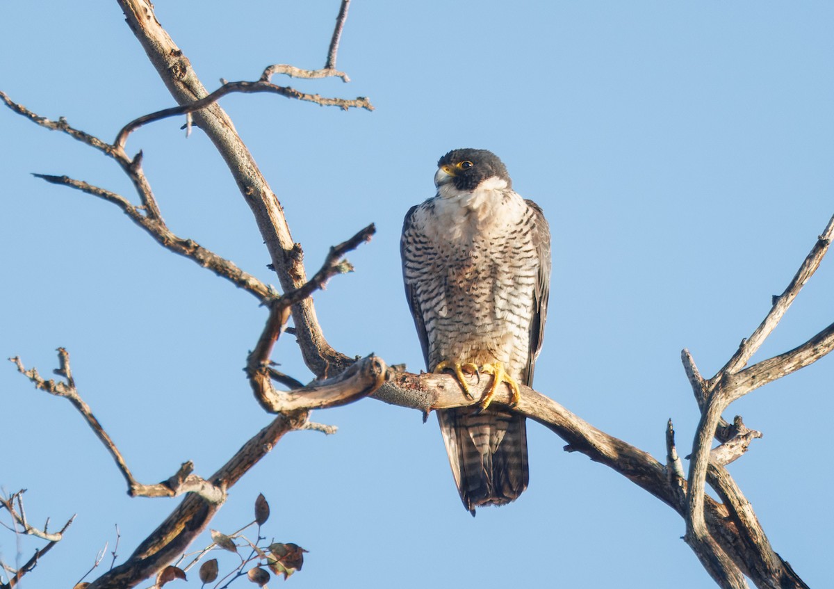 Peregrine Falcon - John Callender