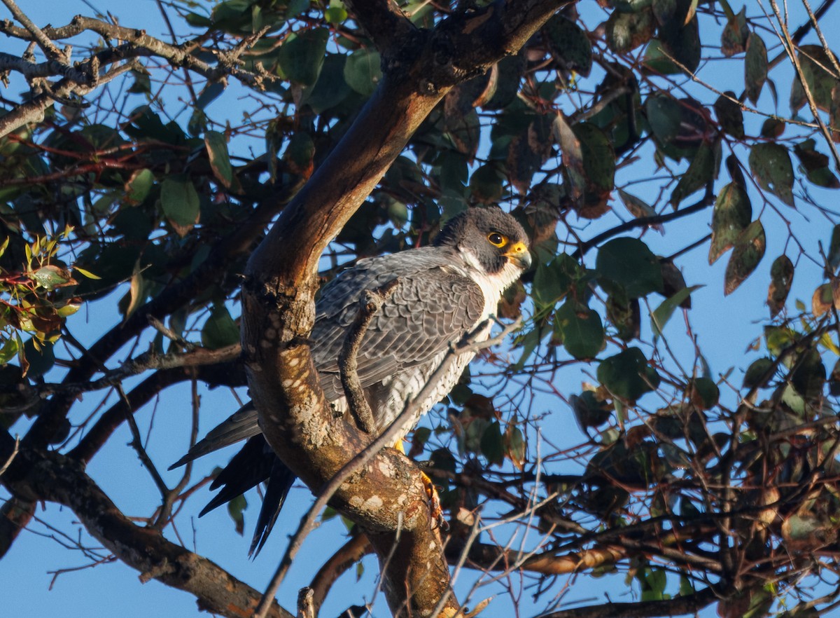 Peregrine Falcon - ML616689970