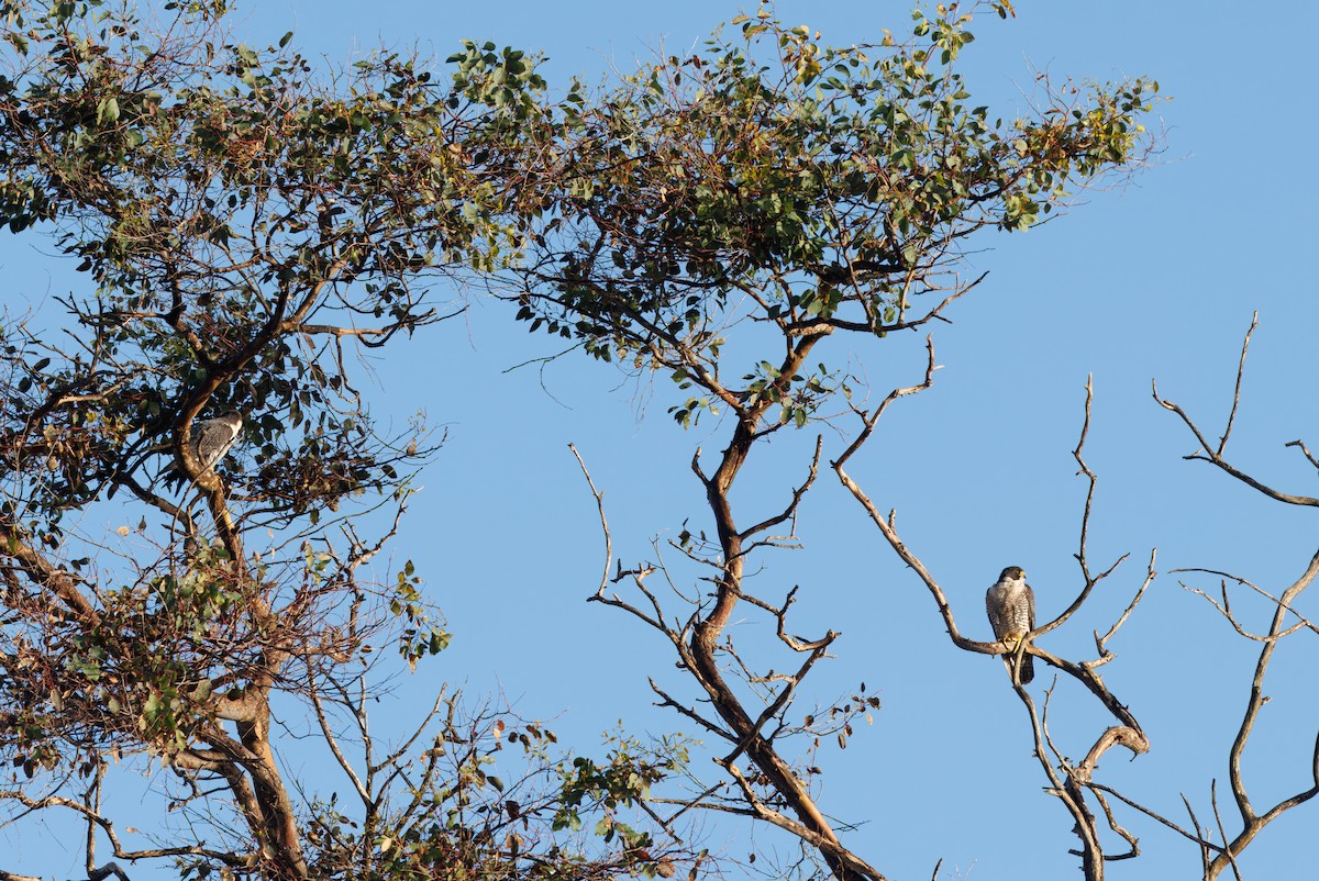 Peregrine Falcon - ML616689976