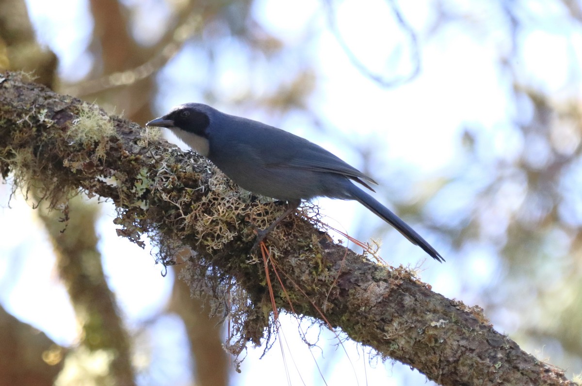 Dwarf Jay - ML616689985